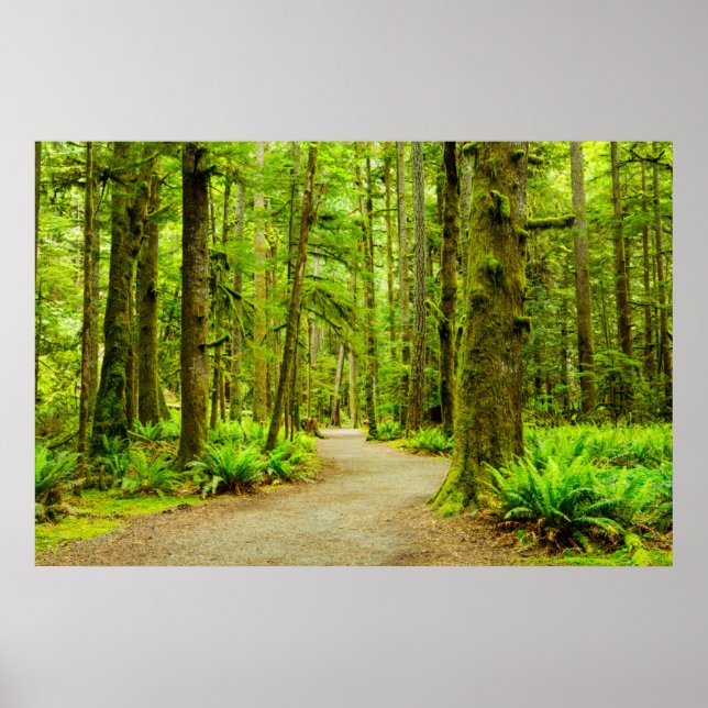 Póster Bosques | Parque nacional olímpico (Frente)