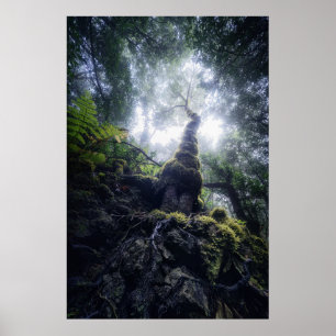 Póster Bosques Parque rural de Anaga Islas Canarias