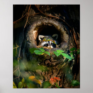 Póster Bosques Raccoon Peeking
