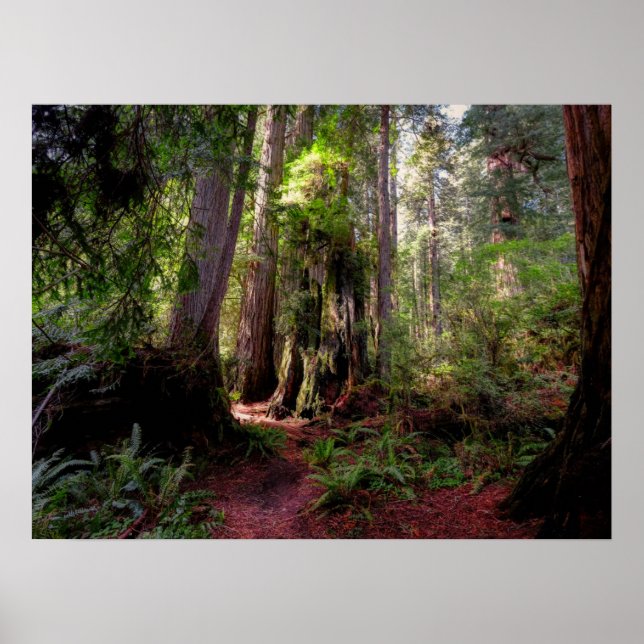 Póster Bosques | Redwood Forest California (Frente)