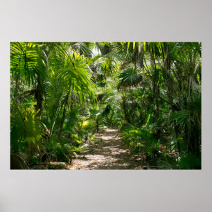 Póster Bosques   Tropical Rainforest Tulum Mexico