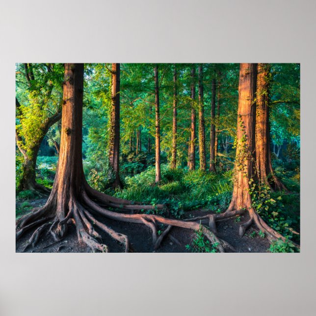 Póster Bosques | Vegetación y bosques (Frente)