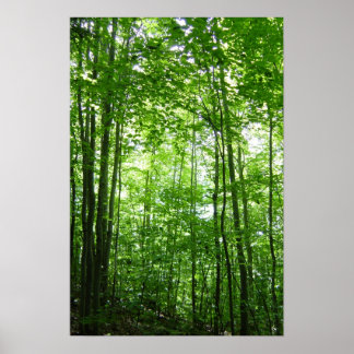 PÓSTER BOSQUES VERMONT