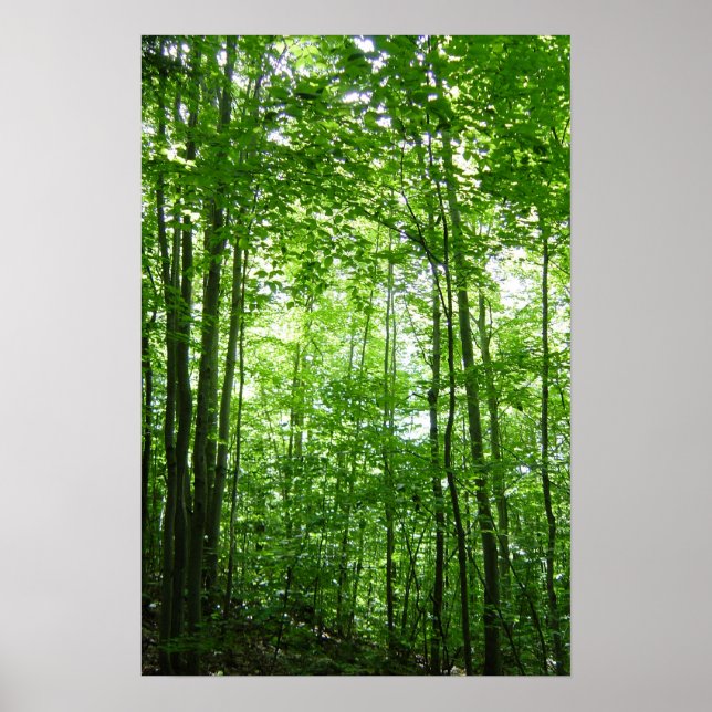 PÓSTER BOSQUES VERMONT (Frente)