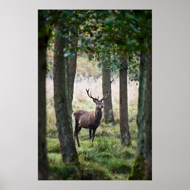 Póster Bosques | Woodlands & Red Deer (Frente)