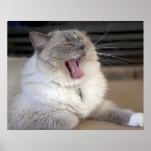 Póster Bostezo del gato de la mascarada de Neva
