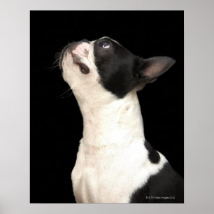 Póster Boston blanco y negro Terrier que mira para arriba