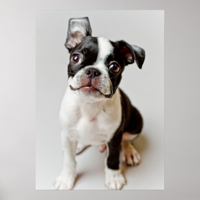 Póster Boston Terrier (Frente)