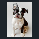 Póster Boston Terrier<br><div class="desc">Perro perrito de Boston Terrier</div>