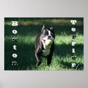 Póster Boston Terrier