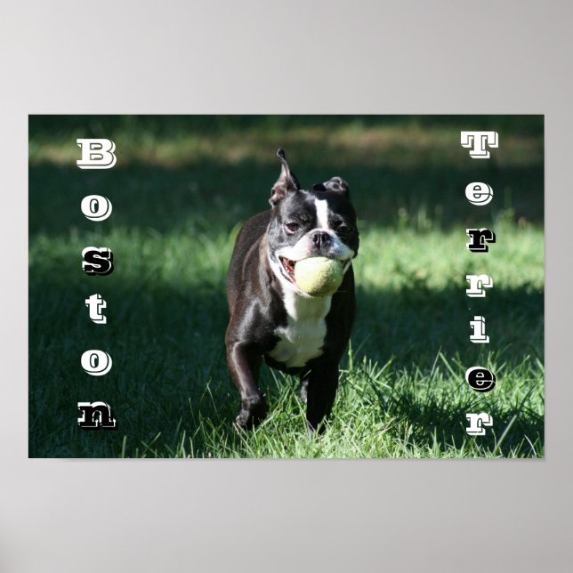 Póster Boston Terrier (Frente)