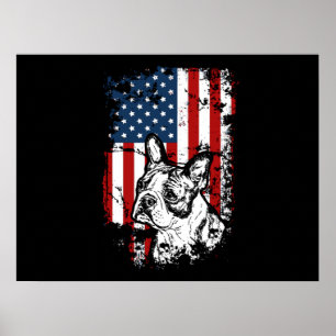 Póster Boston terrier