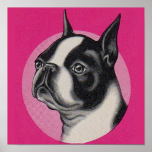Póster Boston terrier