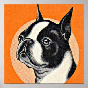 Póster Boston terrier