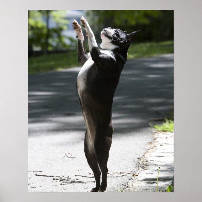 Póster Boston Terrier 2 (Frente)