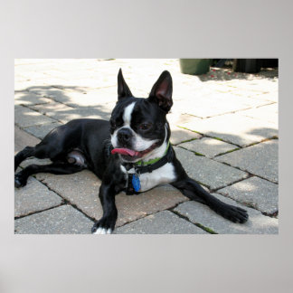 Póster Boston Terrier Boston-5