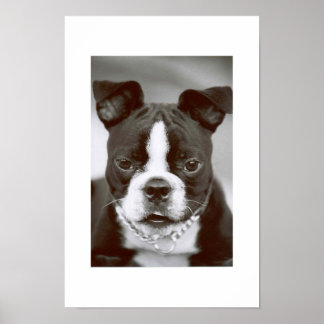 Póster Boston Terrier/ "Buster-Capone"