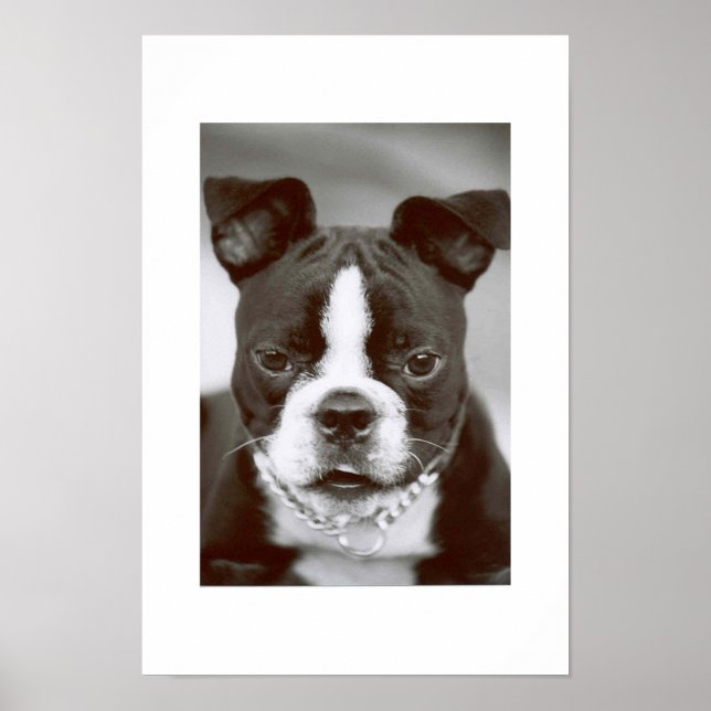 Póster Boston Terrier/ "Buster-Capone" (Frente)