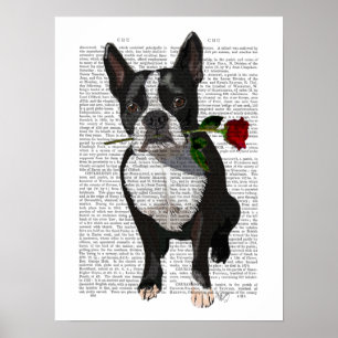 Póster Boston Terrier con Rosa en boca