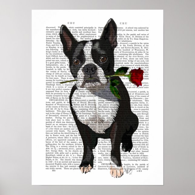 Póster Boston Terrier con Rosa en boca (Frente)