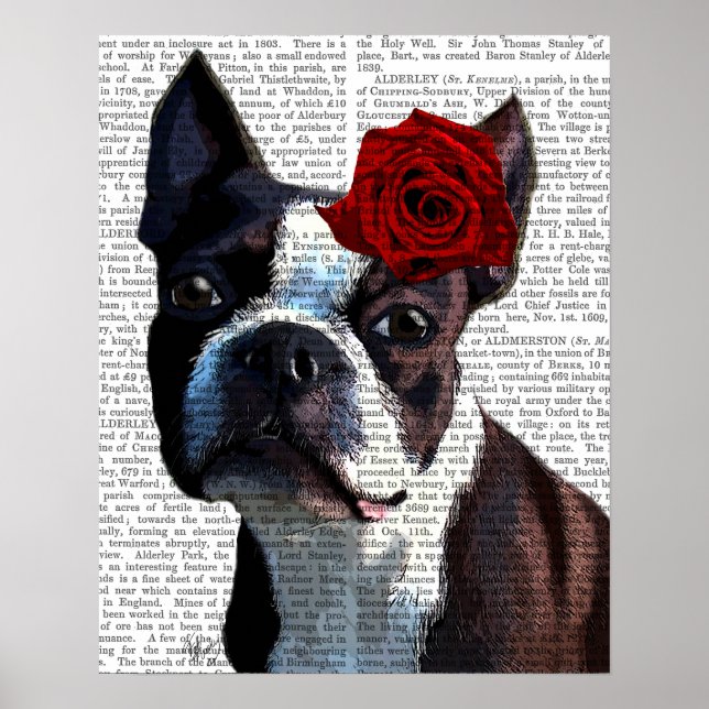 Póster Boston Terrier con Rosa en la cabeza (Frente)
