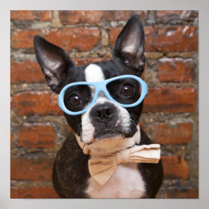 Póster Boston Terrier Wearing Sunglasses And A Bow Tie