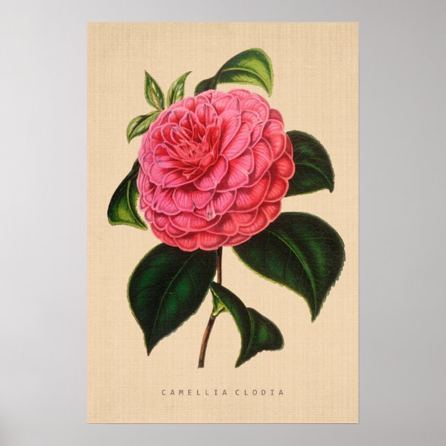 Póster Botánica de época - Camellia Clodia (Frente)