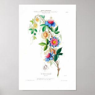 Póster Botánica de época Le Marie Gougeat Flore D Ameriqu