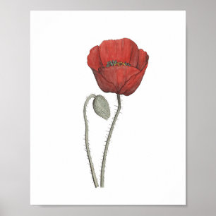 Póster Botánica de Flor de Adormidera Roja