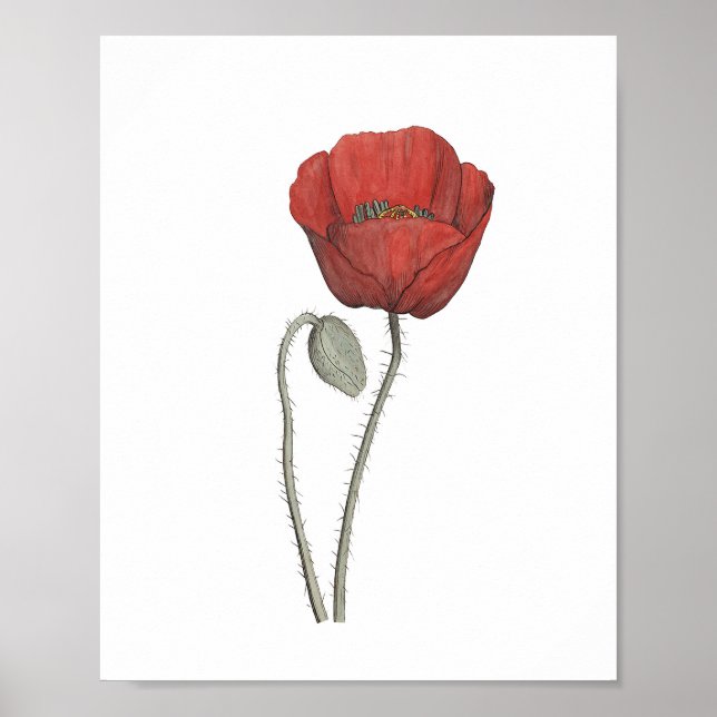 Póster Botánica de Flor de Adormidera Roja (Frente)