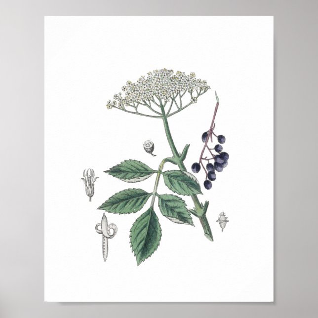 Póster Botánica verde y blanca de flores de Elderberry Bu (Frente)