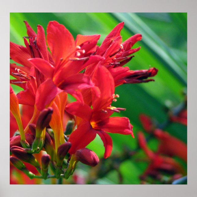 Póster Botanical (Frente)