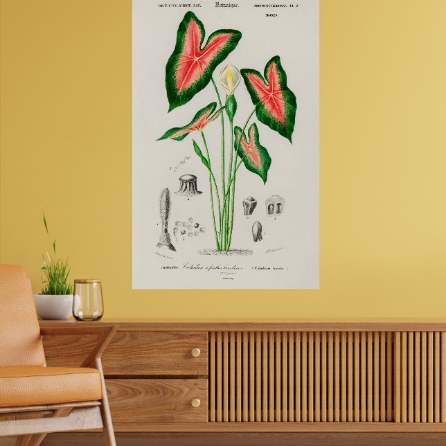 Póster Botanical Boho Caladium Pink and Green (Salón 2)