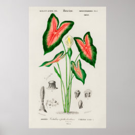 Póster Botanical Caladium Illustration
