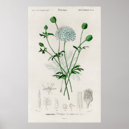 Póster Botanical Garden Blue Wildflower Illustration