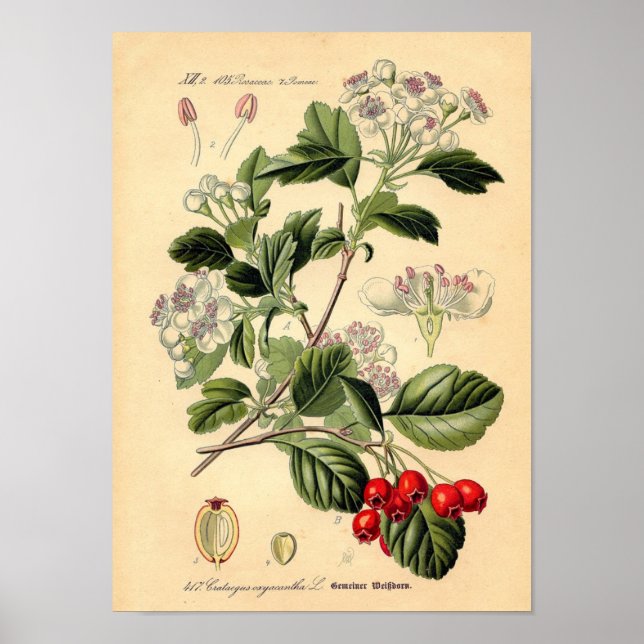 Póster Botanical - Hawthorn Crataegus oxyacantha monogyna (Frente)