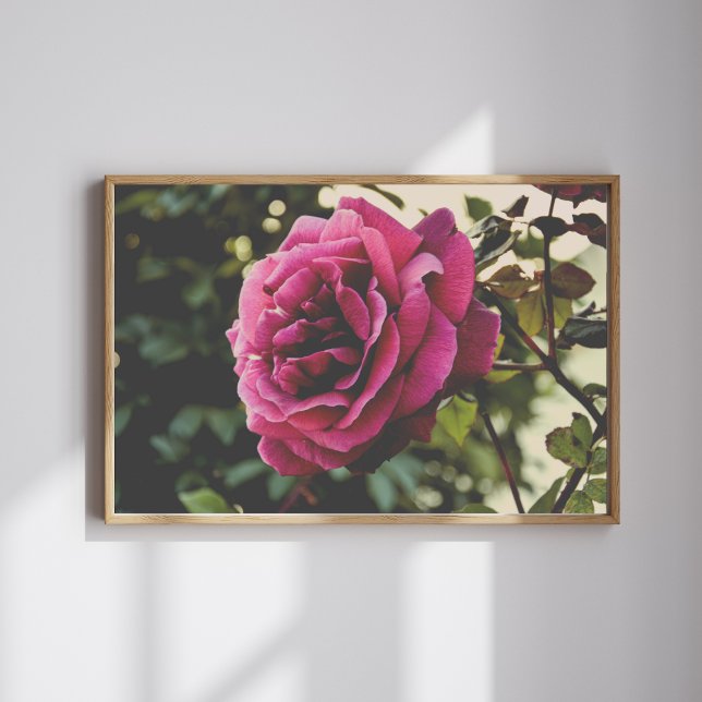 Póster Botanical nature Wall Art Rose Print (Subido por el creador)