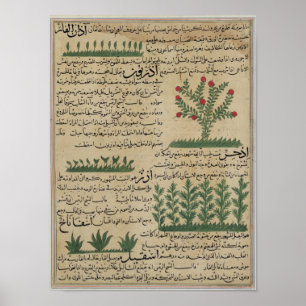 Póster Botanical plants, illustration from 'The