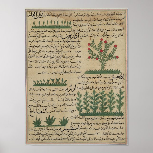Póster Botanical plants, illustration from 'The (Frente)