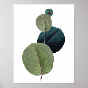 Póster Botanical PREMIUM QUALITY print of manihot leaves
