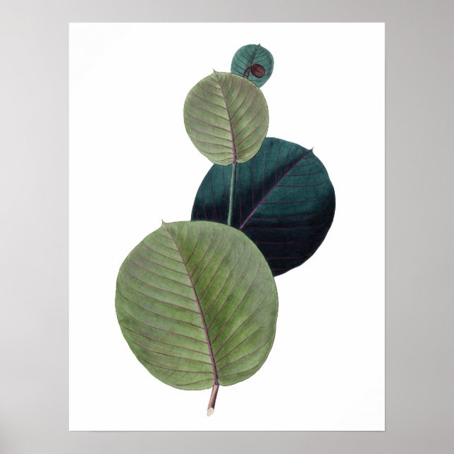 Póster Botanical PREMIUM QUALITY print of manihot leaves (Frente)