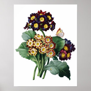 Póster Botanical PREMIUM QUALITY print of primula