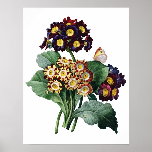 Póster Botanical PREMIUM QUALITY print of primula (Frente)