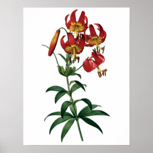 Póster Botanical PREMIUM QUALITY print of red lily