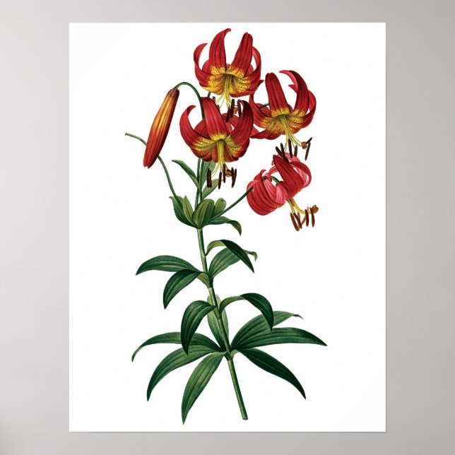 Póster Botanical PREMIUM QUALITY print of red lily (Frente)