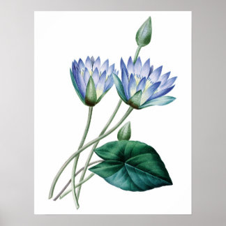 Póster Botanical PREMIUM QUALITY print of water lilies