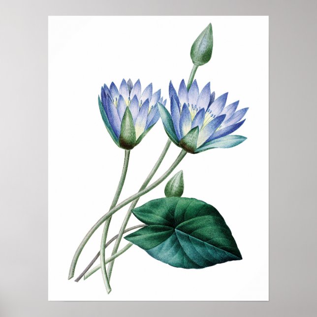 Póster Botanical PREMIUM QUALITY print of water lilies (Frente)