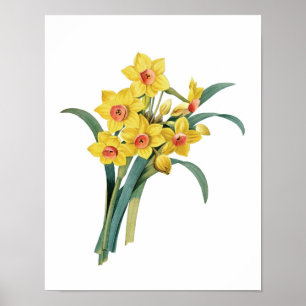 Póster Botanical print of DAFFODILS original by Redoute