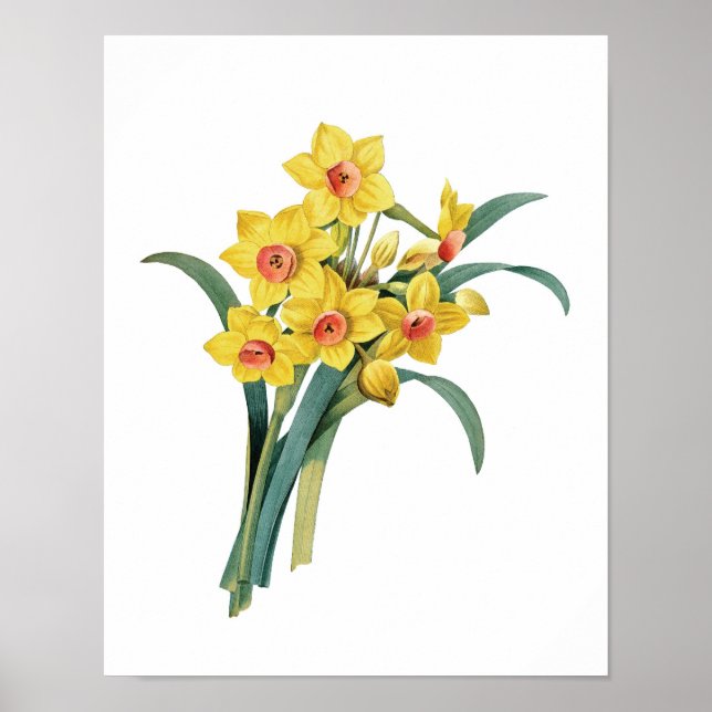 Póster Botanical print of DAFFODILS original by Redoute (Frente)