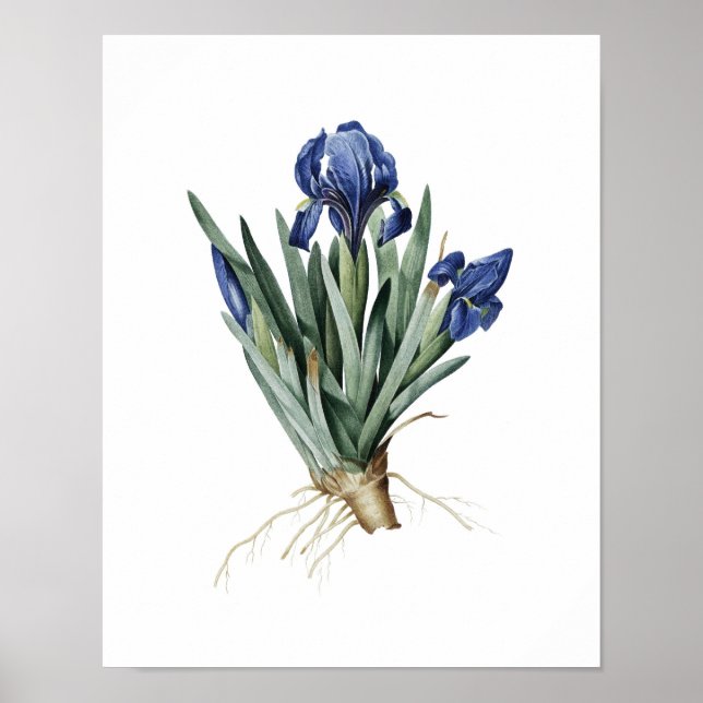 Póster Botanical print of IRISES original by Redoute (Frente)